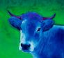 Blue Cow