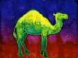 Dromedary Camel