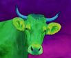 Green Cow