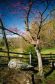 Redbud, Stevens Knoll, Gettysburg, PA